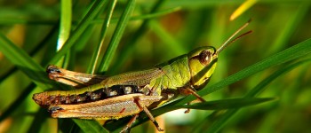 Grasshopper in Grass